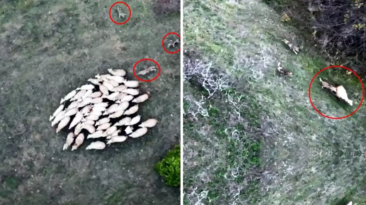 Görüntü Türkiye’den! Koyunlarına saldıran kurt sürüsünü çaresizce izledi